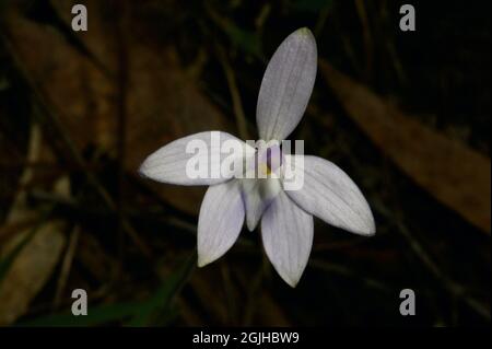 Wachslippen Orchideen (Glossodia major) sind in der Regel lila, aber gelegentlich habe ich eine seltene weiße gefunden. Gefunden im Hochkns Ridge Flora Reserve in Croydon. Stockfoto