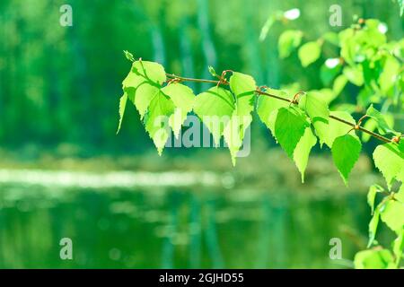 Leuchtend grüne Birkenblätter vor dem Hintergrund eines verschwommenen Waldsees - Frühling-Sommer grüner Hintergrund. Stockfoto
