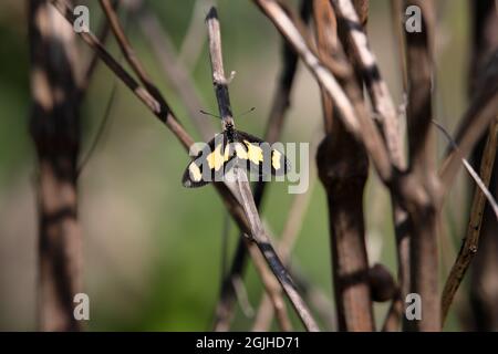 Gelbbbbänderiger Acraea cabira-Schmetterling, der auf einem Zweig mit offenen Flügeln ruht Stockfoto