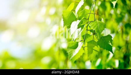 Frische grüne Birkenblätter - frühlingsgrüner Hintergrund. Stockfoto