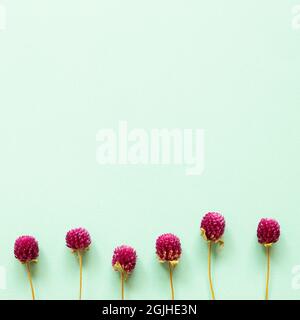 Violette Globe Amaranth Blumen auf mintblauem Hintergrund. Flache Lage, Draufsicht, Kopierraum Stockfoto