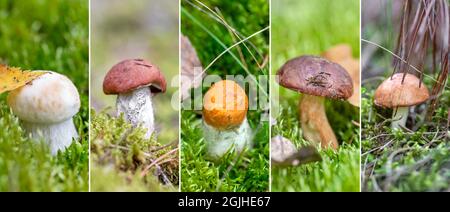 Collage von variablen essbaren Pilzen im Wald Stockfoto