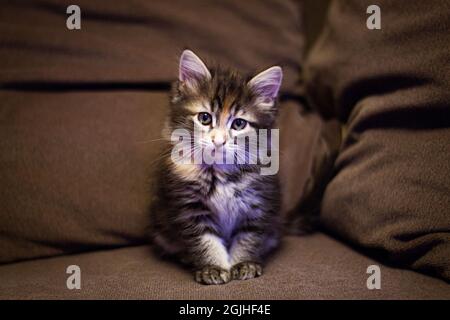 Ein schönes gestreiftes Kätzchen mit großen Augen sitzt auf der Couch. Stockfoto