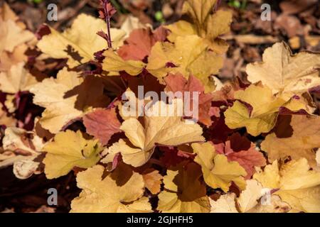 heuchera Pflanzen als sehr schöner natürlicher Hintergrund Stockfoto