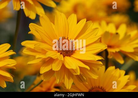 Nahaufnahme einer blühenden gelben Sonnenblume in einem mehrjährigen Bett Stockfoto