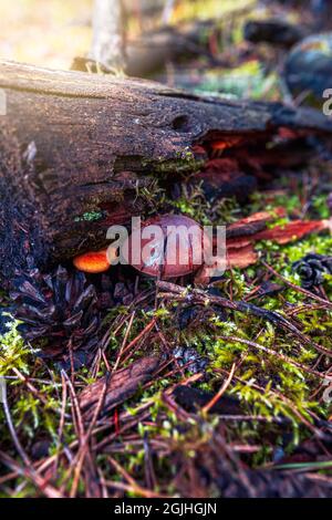 Ein kleiner Steinpilz, der aus Moos wächst. Pilz bedeckt mit einem alten Zweig. Herbstliche Köstlichkeiten. Waldfrüchte als ideale kulinarische Zutat Stockfoto