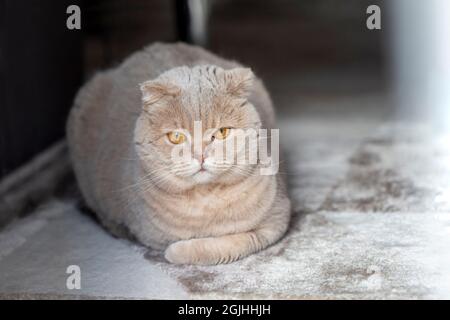 Nette schottische Falte Katze zu Hause entspannen, Porträt Stockfoto