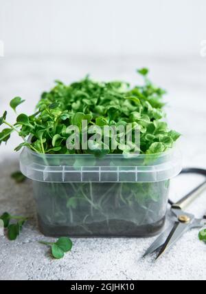 Micro Greens. Gekeimt Radish Seeds. Sprießende Microgreens. Saatgutbildung zu Hause. Veganes und gesundes Esskonzept. Stockfoto