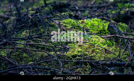 Eine kleine Kiefer, die auf Waldmoos wächst und von feuchten Ästen umgeben ist Stockfoto