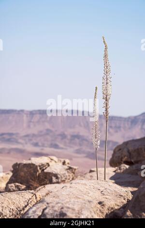 Zwei Stängel von Urginea maritima-Seemannsschielen ragen mit verschwommenen Klippen und Himmel aus dem Kalksteinfelsen am Nordrand des Kraters Ramon in Israel Stockfoto