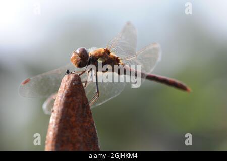 Libelle Stockfoto