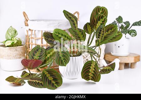 Tropische Zimmerpflanze „Maranta Leuconeura Fascinator“ mit Blättern mit exotischem roten Streifenmuster und anderen Einrichtungsgegenständen Stockfoto