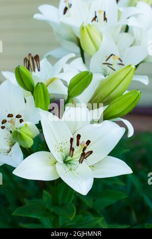 Schöne blühende weiße Lilie im Garten. Dekorative Gartenarbeit Stockfoto