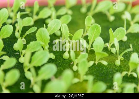 Setzlinge den Salatsamen im Schwamm mit Wasser für Pflanzen Sie es in das hydroponische System ein Stockfoto