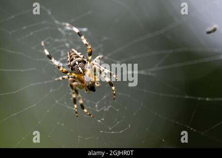 Araneus diadematus im Netz, gemeinhin europäische Gartenspinne, Kreuzspinne oder gekrönter Orbis-Weber genannt, dunkelgrüner Hintergrund mit Kopierraum, macr Stockfoto