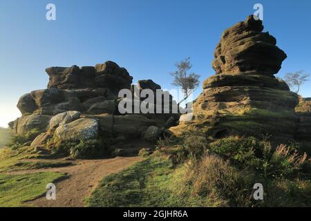 Ein einziger Baum, der unter den Felsformationen von Brimham Rocks in Nidderdale, North Yorkshire, Großbritannien, wächst Stockfoto