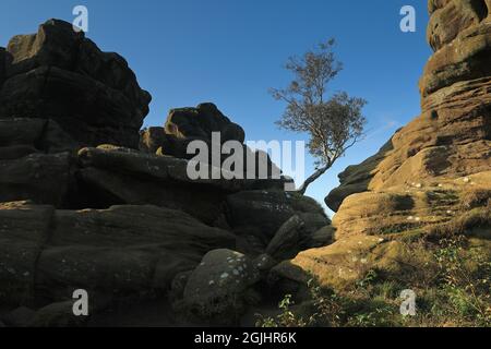 Ein einziger Baum, der unter den Felsformationen von Brimham Rocks in Nidderdale, North Yorkshire, Großbritannien, wächst Stockfoto