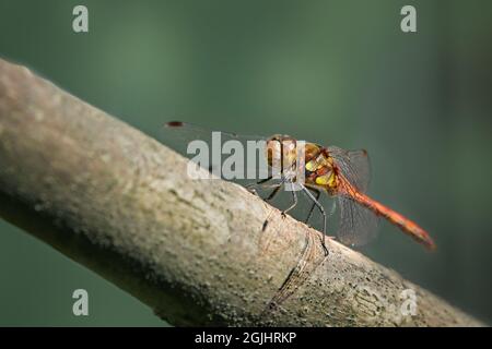 Gemeiner Schmarrling (Sympetrum striolatum) rote Libelle auf einem Ast sitzend, in Europa auf Seen, Teichen, Kanälen und langsam fließenden Flüssen beheimatet, grüner Backgr Stockfoto