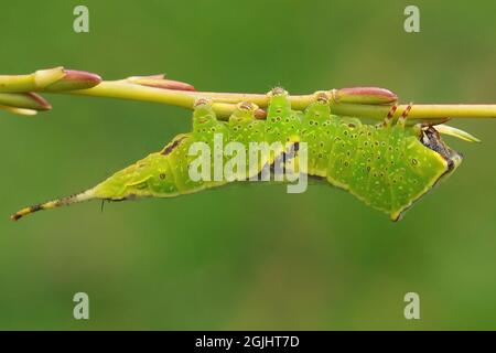 Nahaufnahme der smaragdgrünen Raupe des Pappelkätzchens Furcula bifida Stockfoto