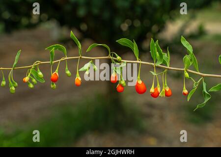 Zweig mit Früchten der Goji-Beere, Lycium Barbarum Polysaccharides, auf dem Land. Abruzzen, Italien, Europa Stockfoto