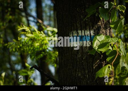 Trial Marker auf einem Baum gemalt | Nahaufnahme eines blau-weißen Wanderzeichens auf einem Baum im Laubwald an einem sonnigen Tag Stockfoto