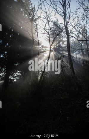 Silhouette eines Baumes im Sonnenlicht, der wunderschöne Sonnenstrahlen gibt | Sonne, die durch Baumzweige im Wald scheint und erstaunliche Lichtstrahlen erzeugt Stockfoto