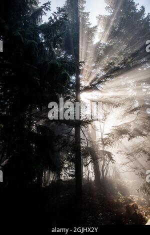 Silhouette eines Baumes im Sonnenlicht, der wunderschöne Sonnenstrahlen gibt | Sonne, die durch einen Nadelbaum leuchtet, Äste im Wald, die erstaunliche Lichtstrahlen erzeugen Stockfoto