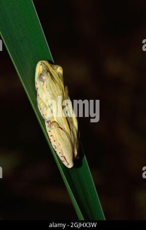 Marmorierter Riedfrosch, Tagfärbung, bemalter Schilfrosch, marmorierter Schilfrosch, Tagesfarbe, Hyperolius marmoratus, Krüger-Nationalpark, Krüger-Nationalpark Stockfoto