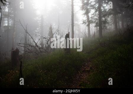 Nadelwald im dichten Nebel im kalten nebligen Wetter | unten Foto von Stumps im Nadelwald am Hang in neblig grauem Tag Stockfoto