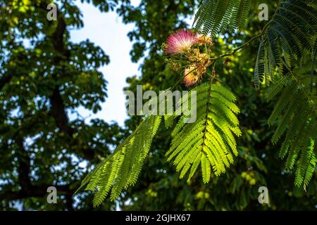 Blüte der japanischen Akazie - Albizia julibrissin. Grenoble, Region Auvergne-Rhône-Alps, departement Isère, Frankreich, Europa Stockfoto