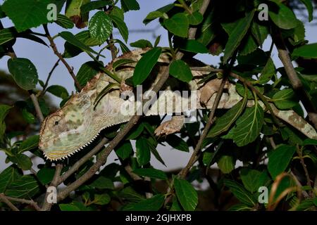 Lappenchamäleon, Flap-necked Chamäleon, Chamaeleo dilepis, Tansania, Ostafrika, Tansania, Ostafrika Stockfoto