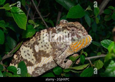 Lappenchamäleon, Flap-necked Chamäleon, Chamaeleo dilepis, Tansania, Ostafrika, Tansania, Ostafrika Stockfoto