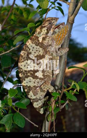 Lappenchamäleon, Flap-necked Chamäleon, Chamaeleo dilepis, Tansania, Ostafrika, Tansania, Ostafrika Stockfoto