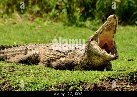Nilkrokodil, Nilkrokodil, Crocodylus niloticus, Serengeti, Tansania, Ostafrika, Tansania, Ostafrika Stockfoto