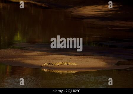 Nilkrokodil, Nilkrokodil, Crocodylus niloticus, Serengeti, Tansania, Ostafrika, Tansania, Ostafrika Stockfoto