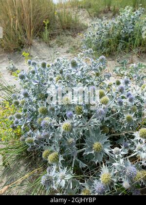 Die Seechpalme (Eryngium maritimum), die am Strand wächst. West Sussex, England, Großbritannien. Stockfoto