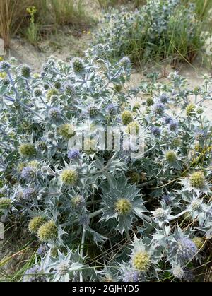 Die Seechpalme (Eryngium maritimum), die am Strand wächst. West Sussex, England, Großbritannien. Stockfoto