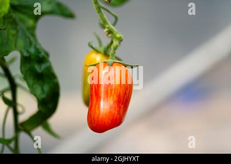 Tomate 'Sweet Casaday' eine kleine Pflaumentomate, die in einem Polytunnel wächst, England, Großbritannien. Stockfoto