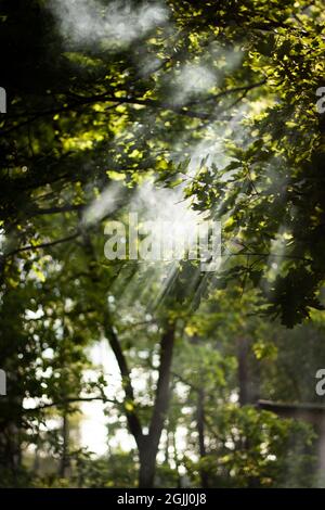 Sonnenlicht, das durch Rauch und Laub scheint | beeindruckende Sonnenstrahlen, die durch Baumblätter ziehen Stockfoto