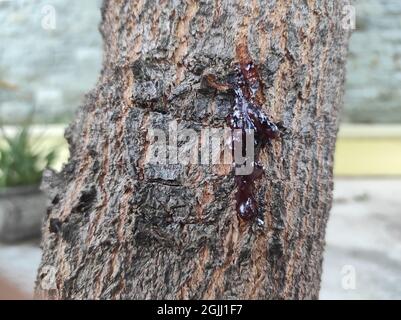 Mangobaum-Stamm mit gestreifter Textur Stockfoto