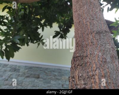 Mangobaum-Stamm mit gestreifter Textur Stockfoto