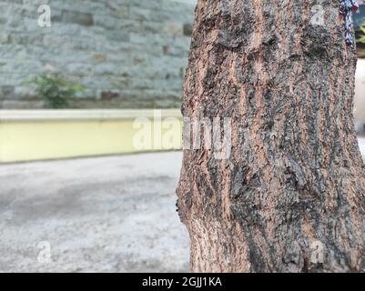 Mangobaum-Stamm mit gestreifter Textur Stockfoto