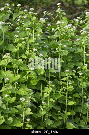 Knoblauchsenf oder Jack von der Hedge Alliaria petiolata in einem Somerset Heckenboden - Großbritannien Stockfoto