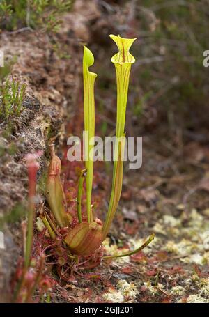 Insektenblüten der Yellow Pitcher Plant Sarracenia flava, die mit Rundblättrigen Sonnentau in früheren Torfgräbungen auf den Somerset Levels UK wächst Stockfoto