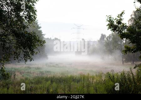 Nebel über der Wiese unter den Bäumen an einem bewölkten Tag | breite Lichtung im Wald mit Nebel über dem Boden hängen Stockfoto