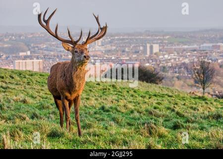 Rothirsch Cervus elaphus im Hirschpark am Ashton Court mit der Stadt Bristol in der Ferne - Bristol UK Stockfoto