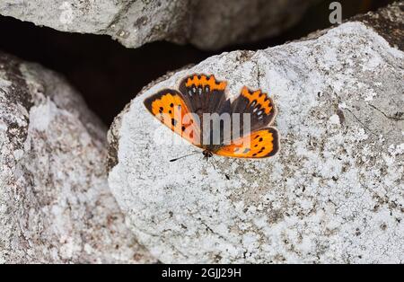 Schön markiertes Weibchen der blau-gepunkteten Variante der kleinen Kupfer-Lycaena phleas caeruleopunctata in Ruhe auf einer Trockensteinwand - Derbyshire UK Stockfoto