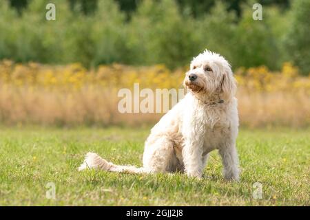 Labradoodle Hund sitzt auf dem Gras, gelbe Blumen und Schilf im Hintergrund. Der weiße Hund mit lockigen Haaren sitzt in der Sonne Stockfoto