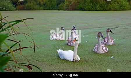 Figgate Park, Edinburgh, Schottland, UK Wetter. September 2021. Dumpf nach nebligen Start, Temperatur von 18 Grad Celsius, für diese Pen und ihre Familie von Mute Swans, preening in zwischen der Decke von Entenkraut, die die gesamte Oberfläche des großen Teiches bedeckt. Entenkraut ist proteinreich, in der Tat enthält es mehr Protein als Sojabohnen. Es wird berichtet, dass die Wasservögel eine ideale Nahrungsquelle für Wasservögel sind, aber in den USA experimentieren sie damit, sie als Futter für Fische und Schweine zu verwenden. Im Bild: Wie die Mutter in die eine und alle Cygnets in die andere Richtung aussieht. Stockfoto