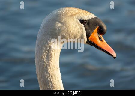 Stummer Schwan, Nahaufnahme auf Kopf und Schnabel, sonniger Tag Stockfoto